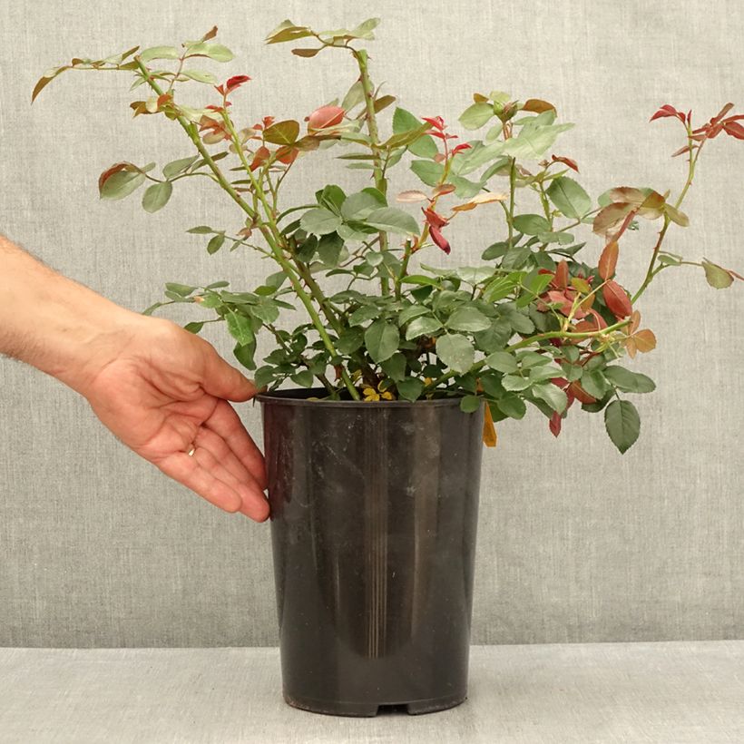 Spécimen de Rosier grimpant Florentina Pot de 4L/5L tel que livré en été