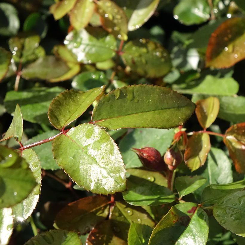 Rosier grimpant Florentina (Feuillage)