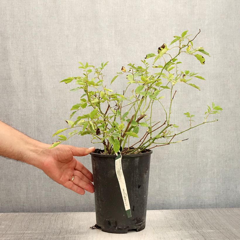 Spécimen de Rosier grimpant Frau Eva Schubert Pot de 4L/5L tel que livré en été