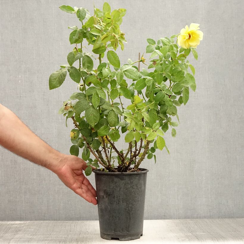 Spécimen de Rosier grimpant Golden Boy Pot de 4L/5L tel que livré en été