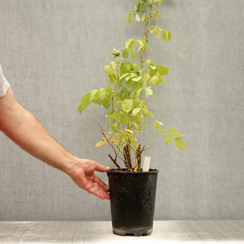 Spécimen de Rosier grimpant Golden Gate Pot de 4L/5L tel que livré en été