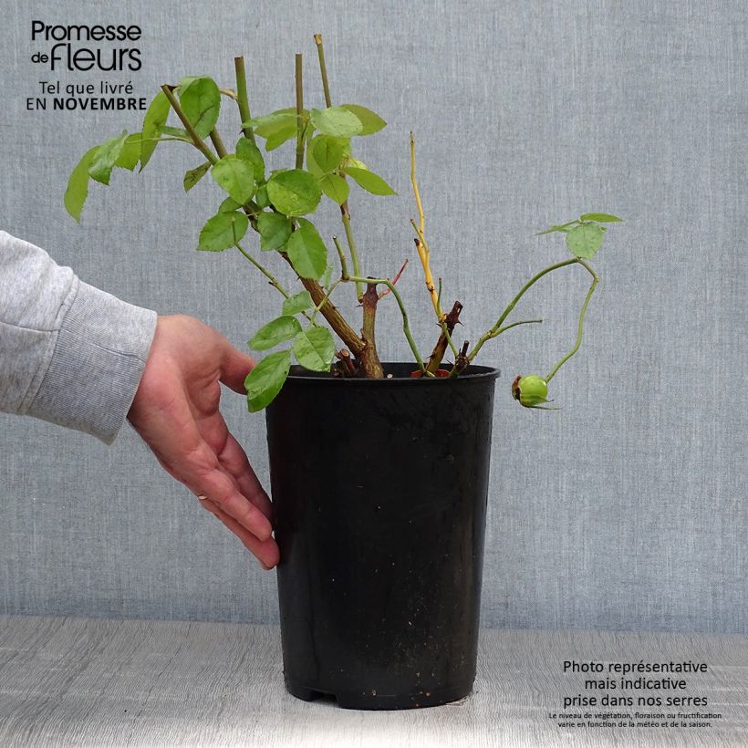 Spécimen de Rosier grimpant Golden Showers Pot de 4L/5L tel que livré en automne