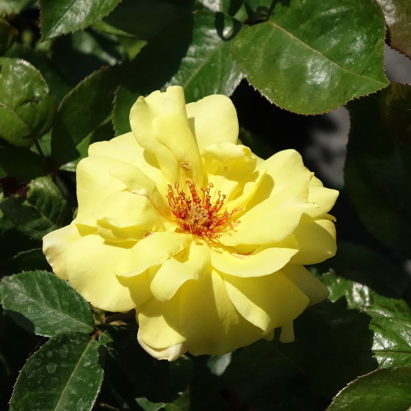 Rosier grimpant Golden Showers (Floraison)