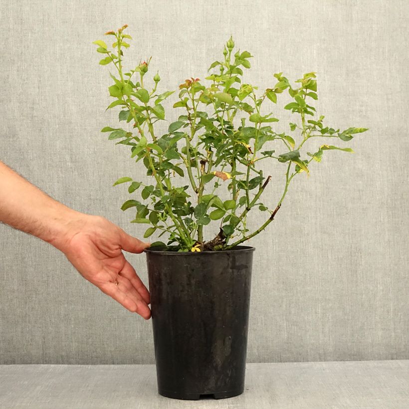 Spécimen de Rosier grimpant Goldfassade Pot de 4L/5L tel que livré en été