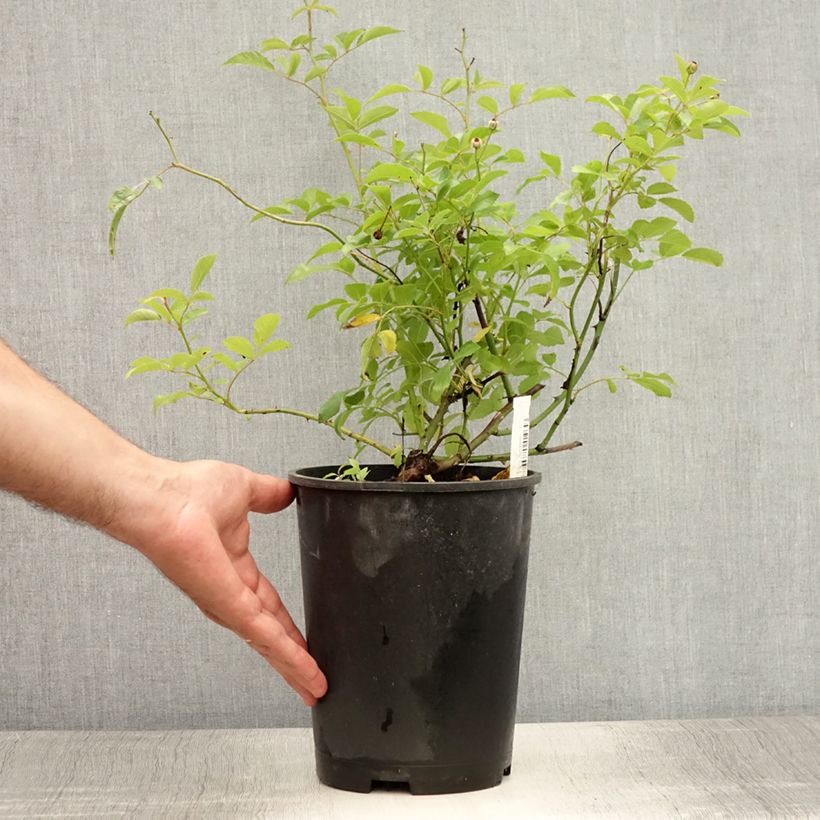 Spécimen de Rosier grimpant Guirlande d'Amour Pot de 4L/5L tel que livré en été