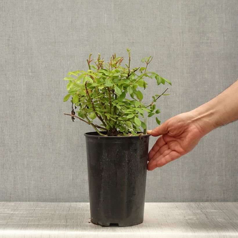 Spécimen de Rosier grimpant Guirlande Rose - en pot de 4L/5L tel que livré au printemps