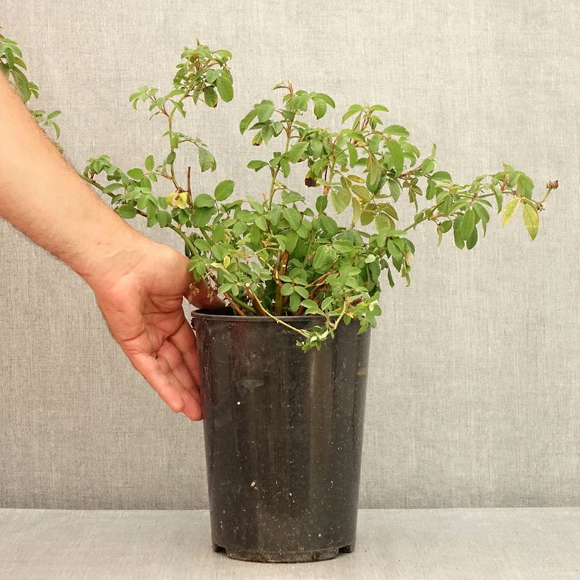 Spécimen de Rosier grimpant Guirlande Rose Pot de 4L/5L tel que livré en été