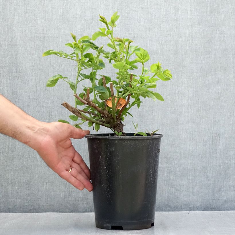 Spécimen de Rosier grimpant Happiness Pot de 4L/5L tel que livré en été