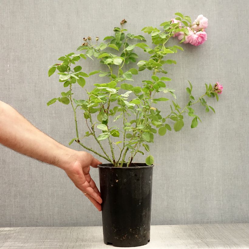 Spécimen de Rosier grimpant Jasmina Pot de 4L/5L tel que livré en été