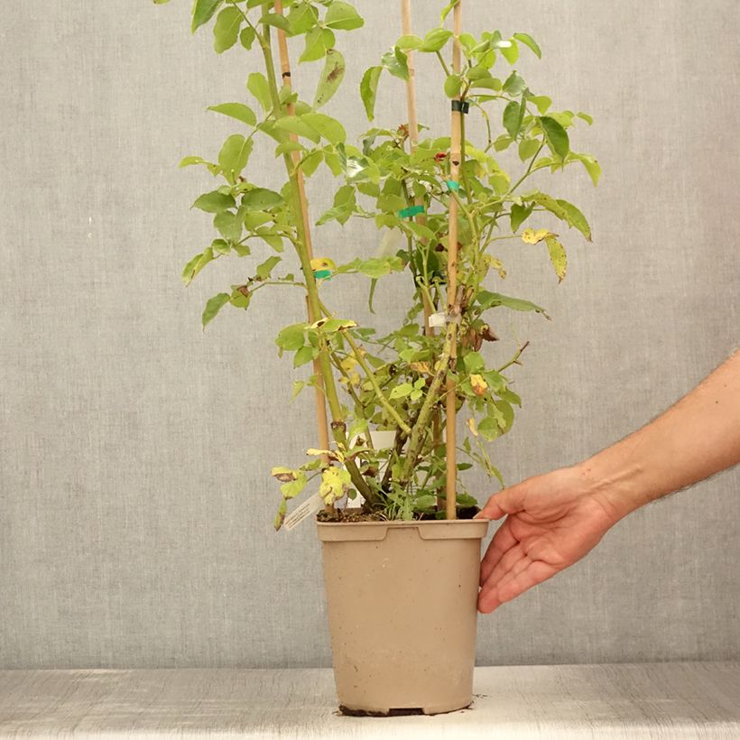 Spécimen de Rosier grimpant Julie Andrieu en pot de 3L/4L. tel que livré en été