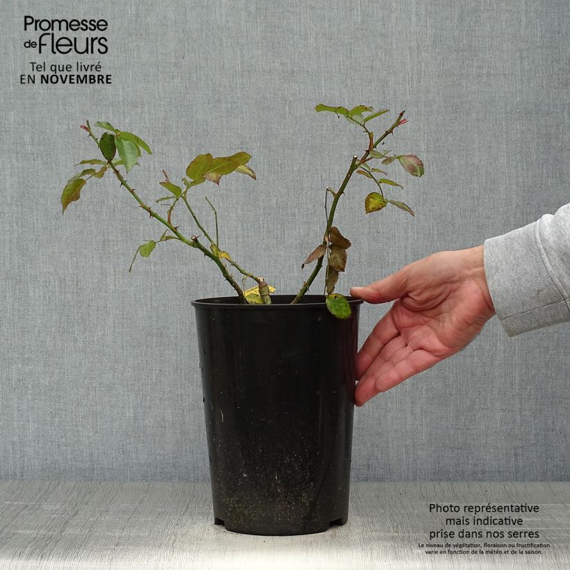Spécimen de Rosier grimpant Laguna Pot de 4L/5L tel que livré en automne