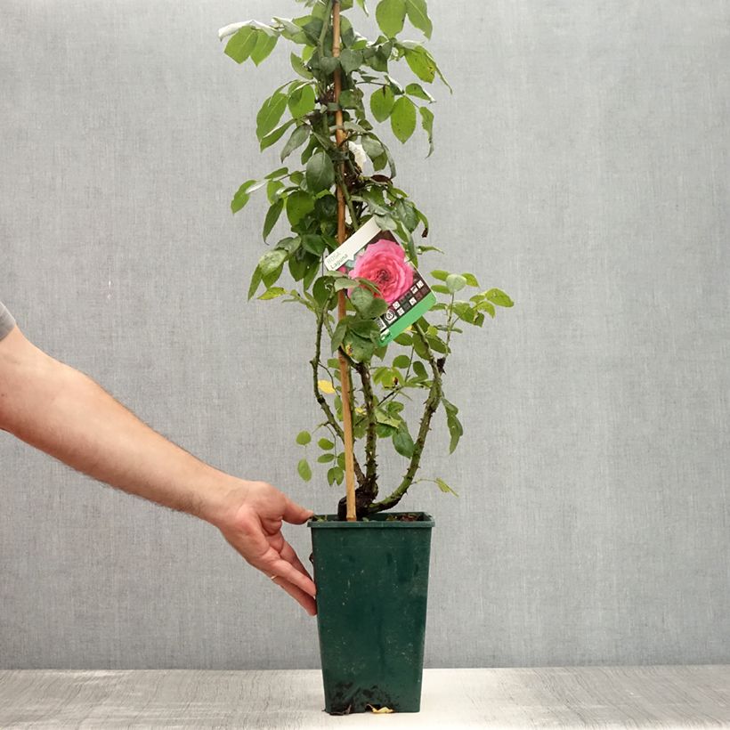 Spécimen de Rosier grimpant Laguna Pot de 4L/5L tel que livré en été