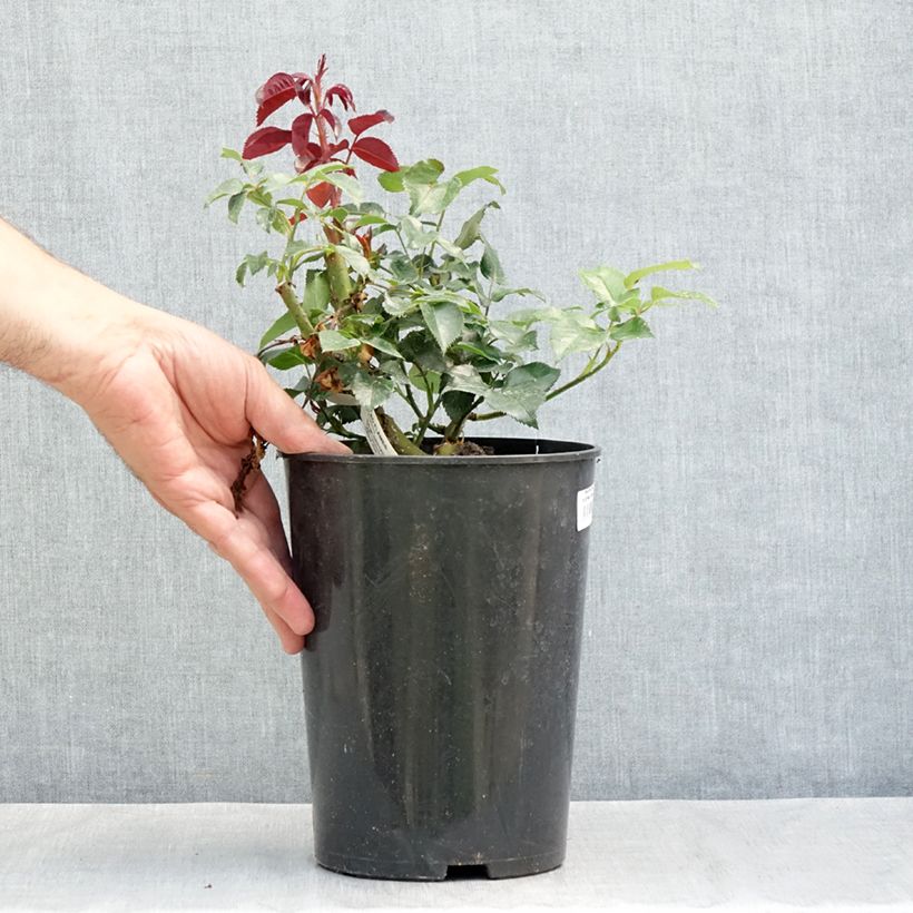 Spécimen de Rosier grimpant Le Grand Huit Pot de 4L/5L tel que livré en été