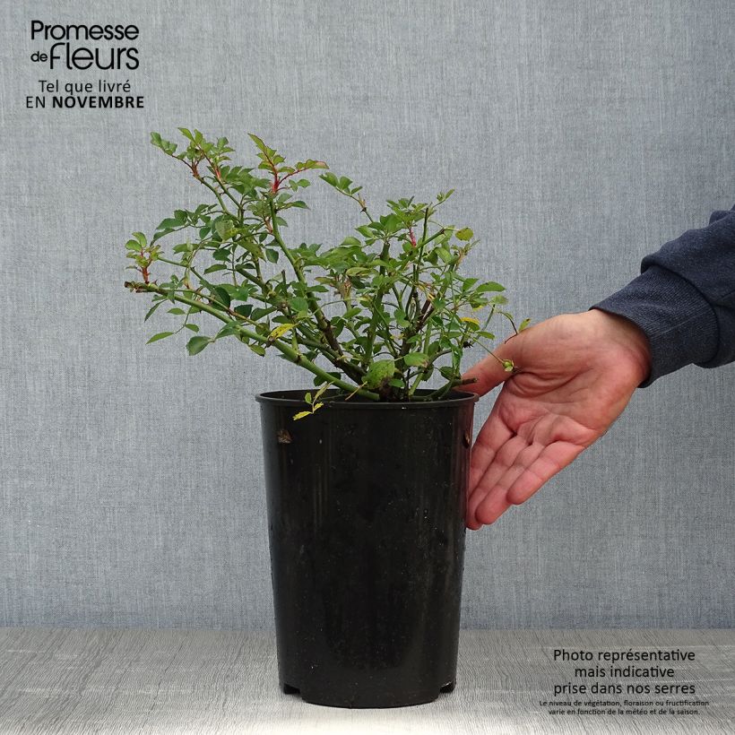 Spécimen de Rosier grimpant Libertas Pot de 4L/5L tel que livré en automne
