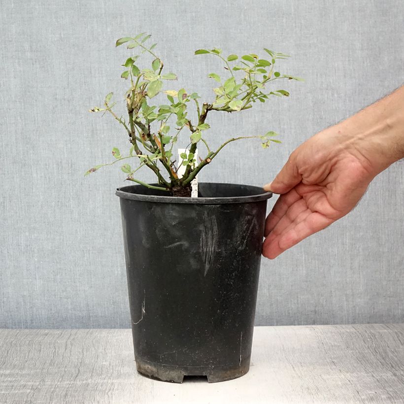 Spécimen de Rosier grimpant Libertas Pot de 4L/5L tel que livré en été