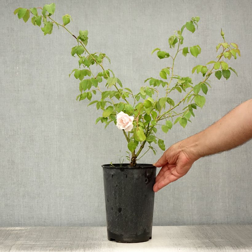 Spécimen de Rosier grimpant Madame Alfred Carrière Pot de 4L/5L tel que livré en été