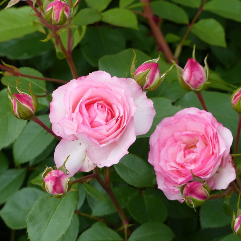 Rosier grimpant Mini Eden Rose (Floraison)