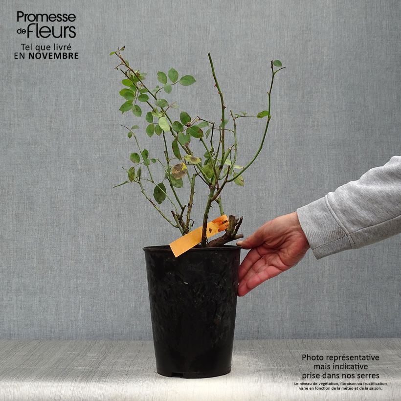 Spécimen de Rosier grimpant Mini Pierre de Ronsard - Mini Eden Rose Pot de 4L/5L tel que livré en automne