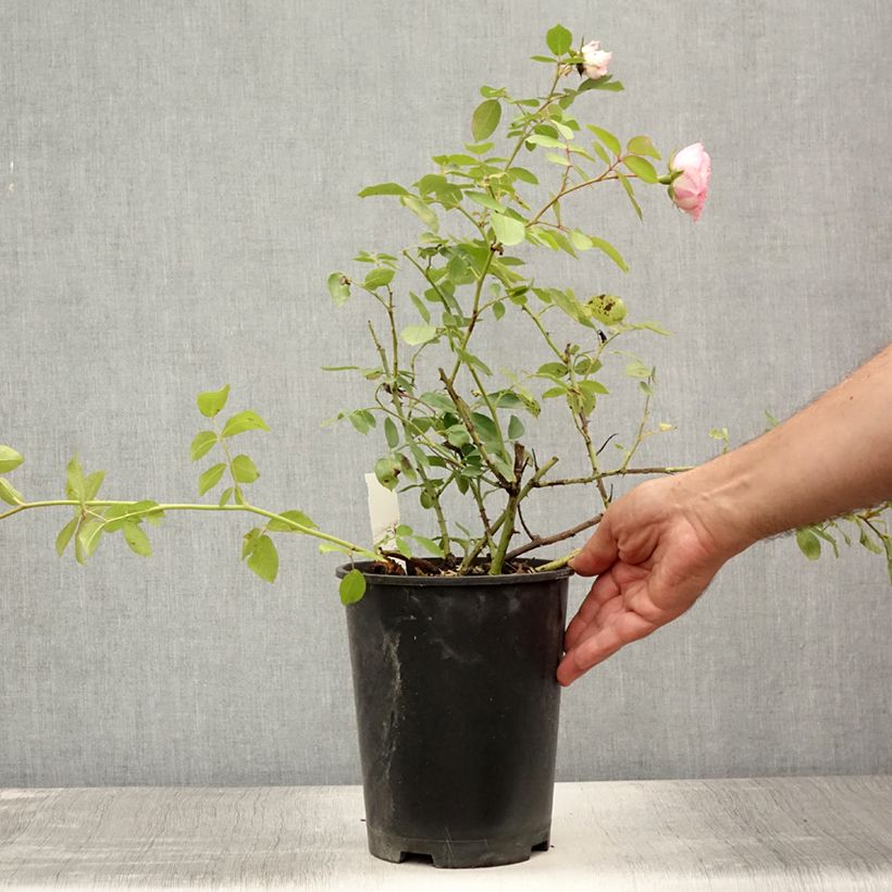 Spécimen de Rosier grimpant Mini Pierre de Ronsard - Mini Eden Rose Pot de 4L/5L tel que livré en été