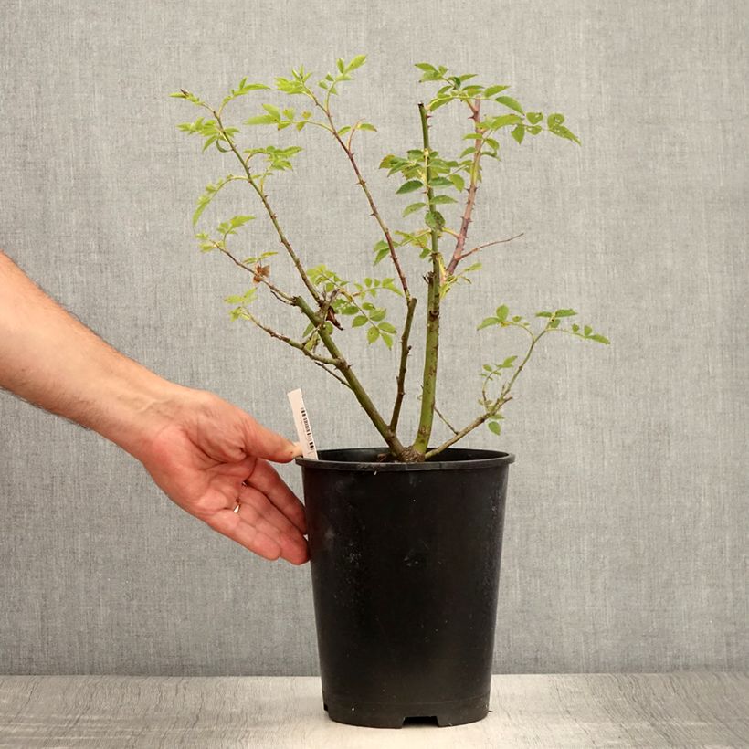 Spécimen de Rosier grimpant Mme Gregoire Staechelin Pot de 4L/5L tel que livré en été