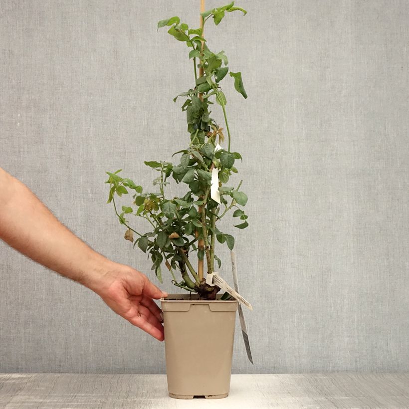 Spécimen de Rosier grimpant Nahéma Pot de 3L/4L tel que livré en été