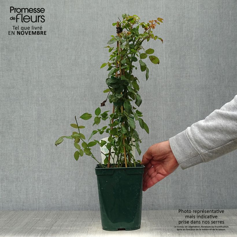 Spécimen de Rosier grimpant Starlet Rose Natalie Pot de 3L/4L tel que livré en automne