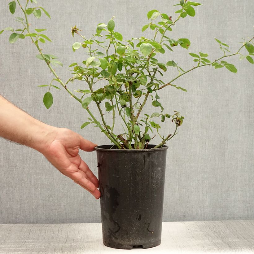 Spécimen de Rosier grimpant New Dawn Pot de 4L/5L tel que livré en été