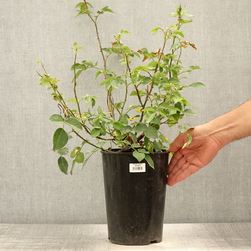 Spécimen de Rosier grimpant Orienta Aladdin - Pot de 4L/5L tel que livré en été
