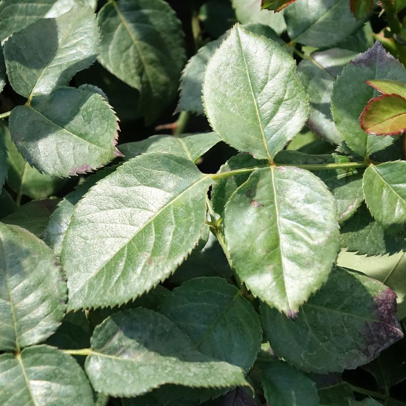 Rosier grimpant Oriental Peace (Feuillage)