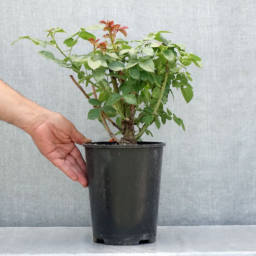 Spécimen de Rosier grimpant Oriental Peace Pot de 4L/5L tel que livré en été