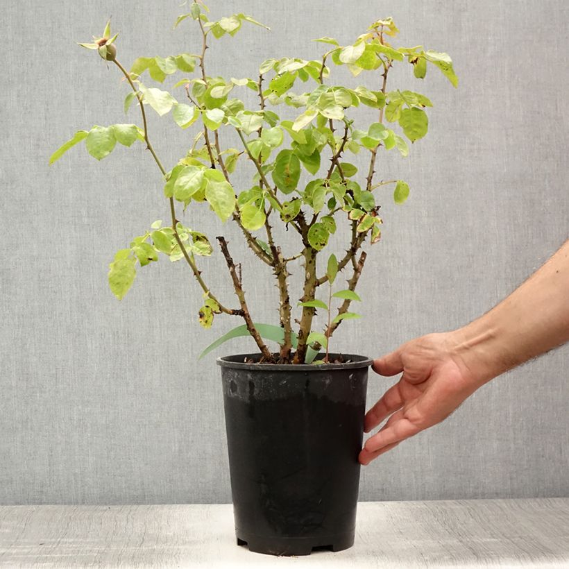 Spécimen de Rosier grimpant Ozeana Pot de 4L/5L tel que livré en été