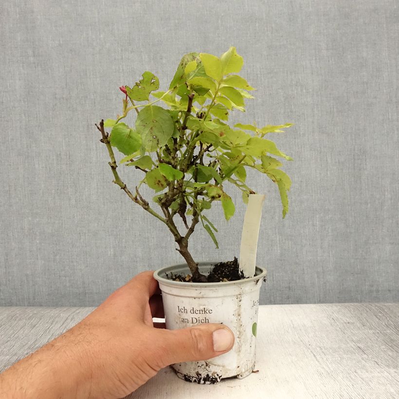 Spécimen de Rosier grimpant Palais Royal  Pot de 10 cm/11cm, Issu de bouture tel que livré en été