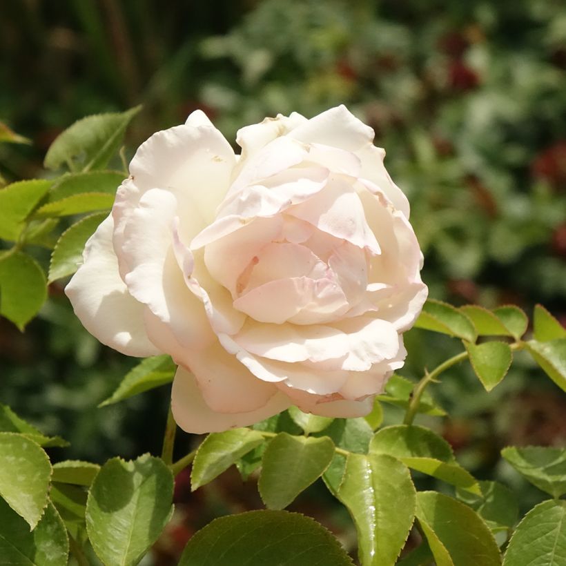 Rosier grimpant Palais Royal  (Floraison)