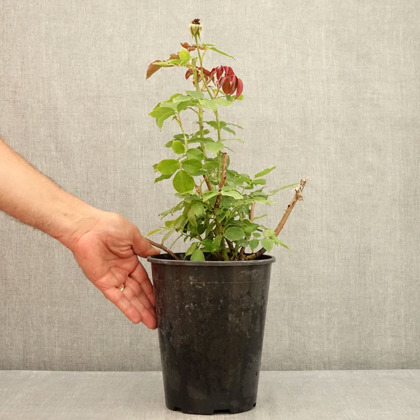 Spécimen de Rosier grimpant Palais Royal  Pot de 4L/5L tel que livré en été