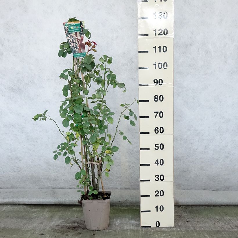 Spécimen de Rosier grimpant Papi Delbard Pot de 3L/4L tel que livré en été