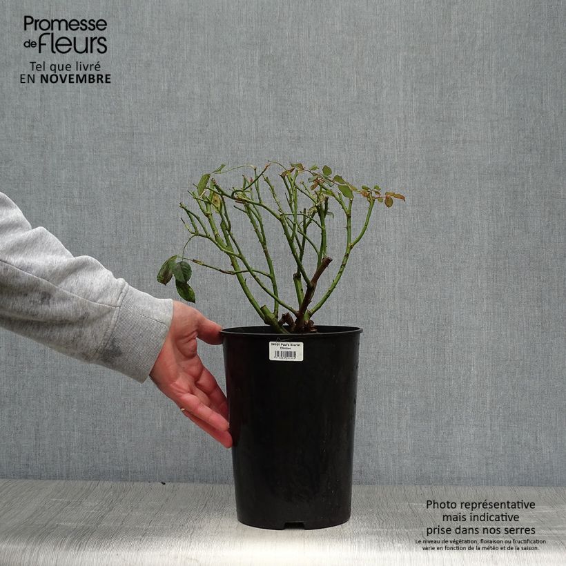 Spécimen de Rosier grimpant Paul's Scarlet Climber Pot de 4L/5L tel que livré en automne