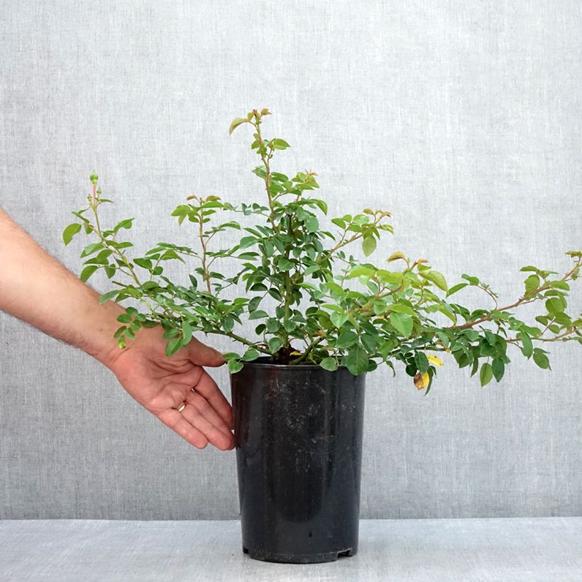 Spécimen de Rosier grimpant Paul Transon Pot de 4L/5L tel que livré en été