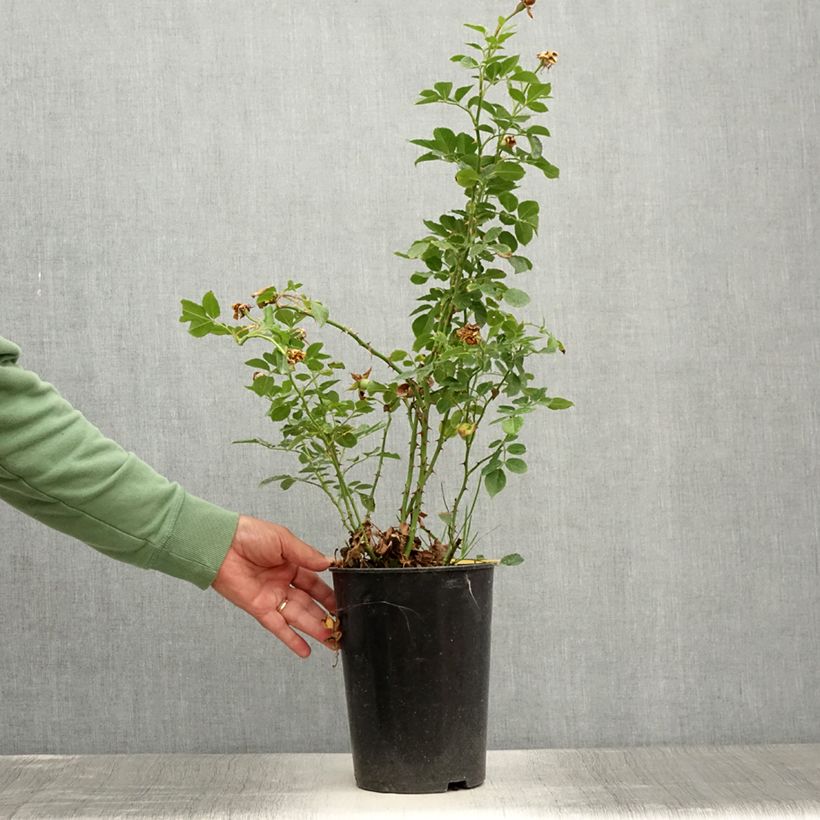 Spécimen de Rosier grimpant Peach Melba - Pot de 4L/5L tel que livré en été