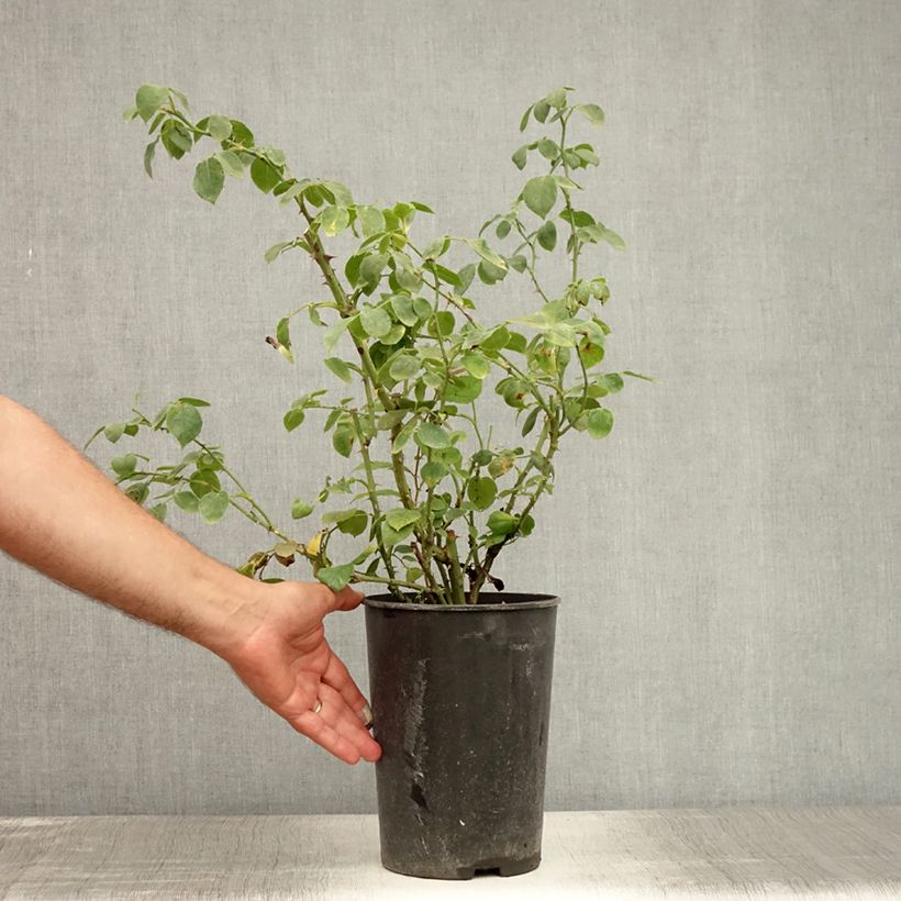 Spécimen de Rosier grimpant Penny Lane Pot de 4L/5L tel que livré en été