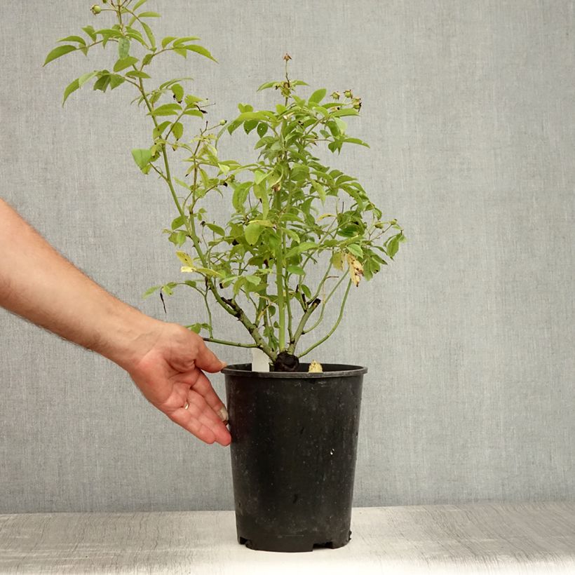 Spécimen de Rosier grimpant Perennial Blue Pot de 4L/5L tel que livré en été