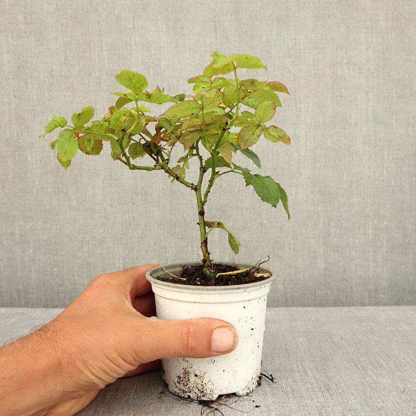 Spécimen de Rosier grimpant Pierre de Ronsard Pot de 10 cm/11cm, Issu de bouture tel que livré en été