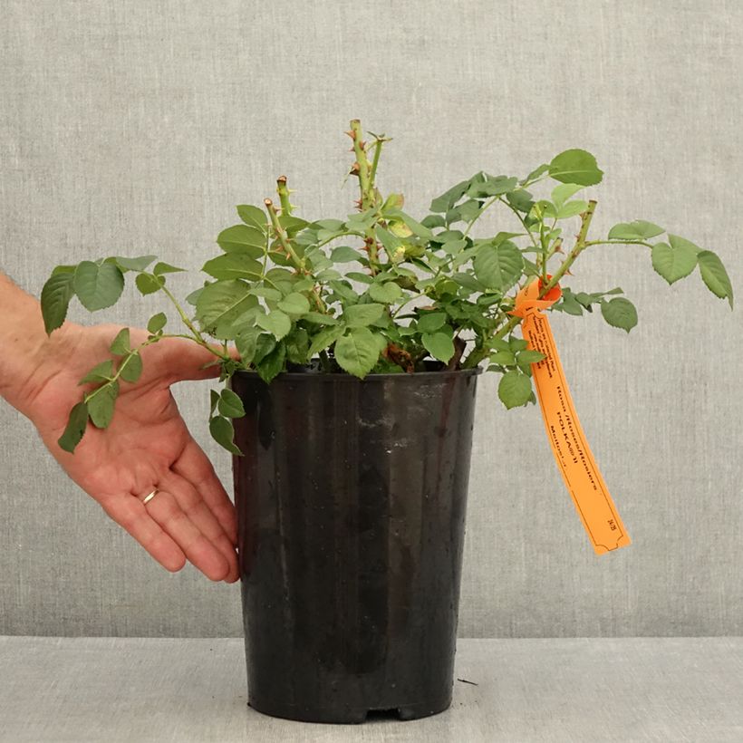 Spécimen de Rosier grimpant Polka Pot de 4L/5L tel que livré en été