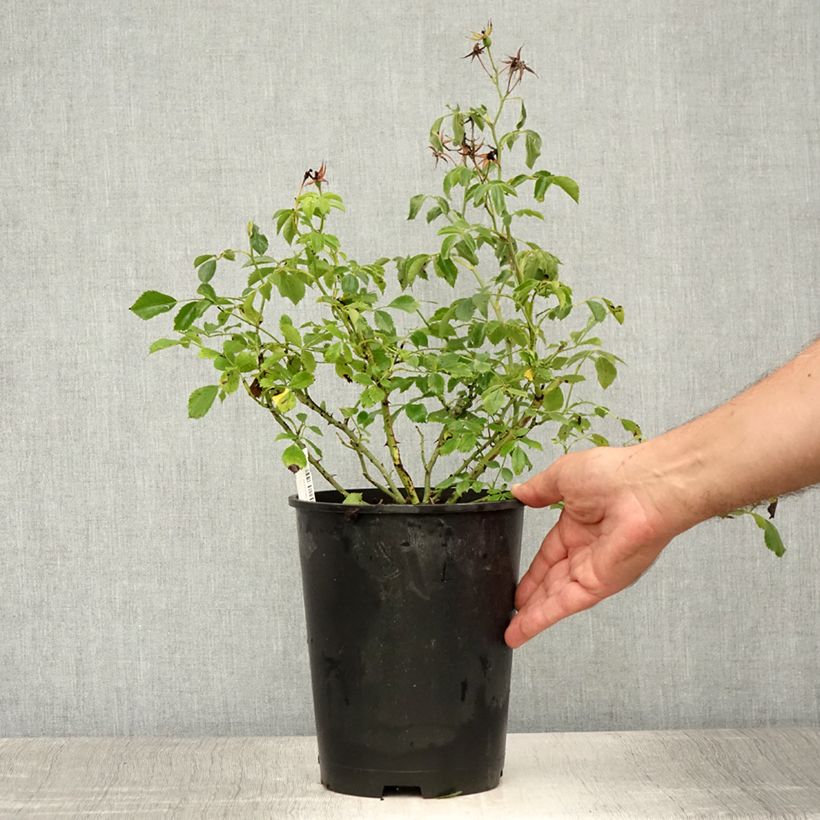 Spécimen de Rosier grimpant Rambling Rosie Pot de 4L/5L tel que livré en été