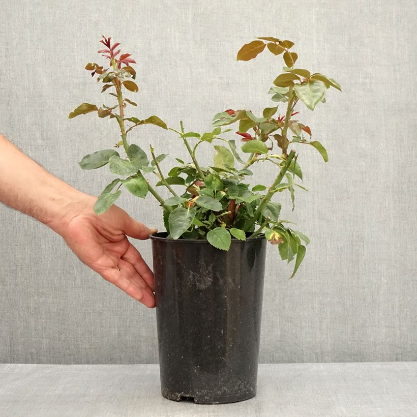 Spécimen de Rosier grimpant Red Eden Rose Pot de 4L/5L tel que livré en été
