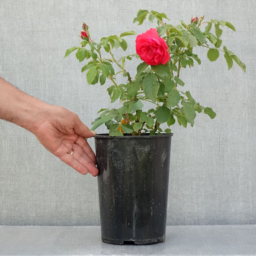 Spécimen de Rosier grimpant Rosarium Uetersen Pot de 4L/5L tel que livré en été