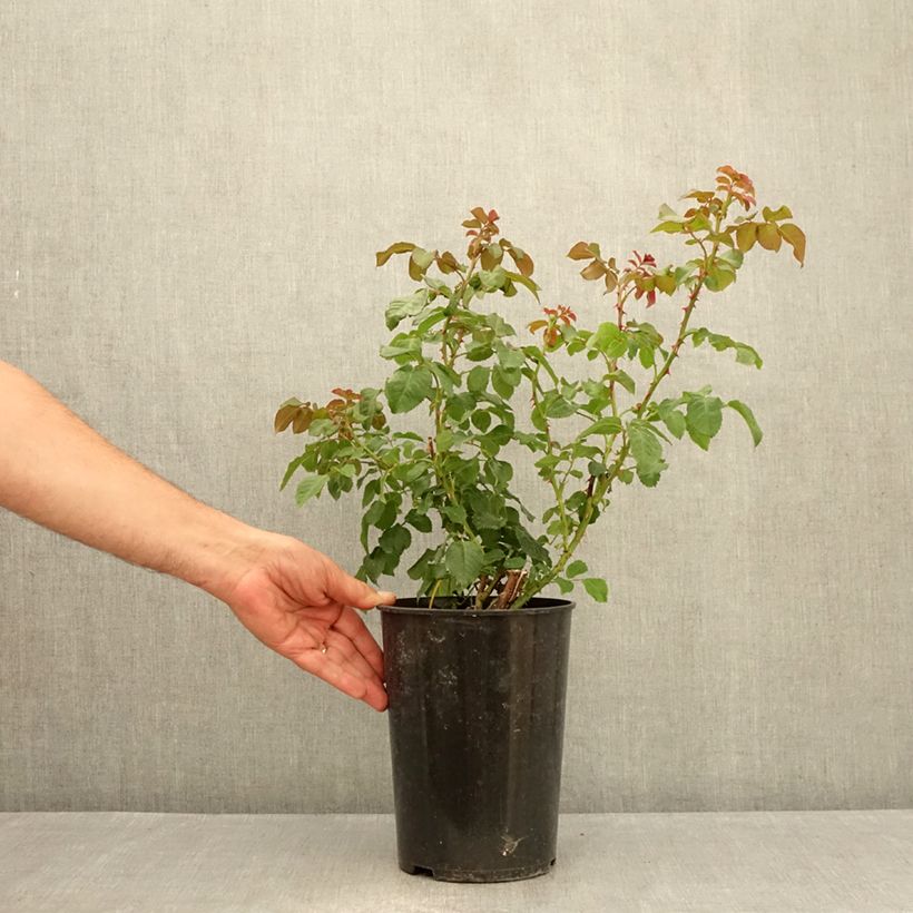 Spécimen de Rosier grimpant Rose de Tolbiac Pot de 4L/5L tel que livré en été