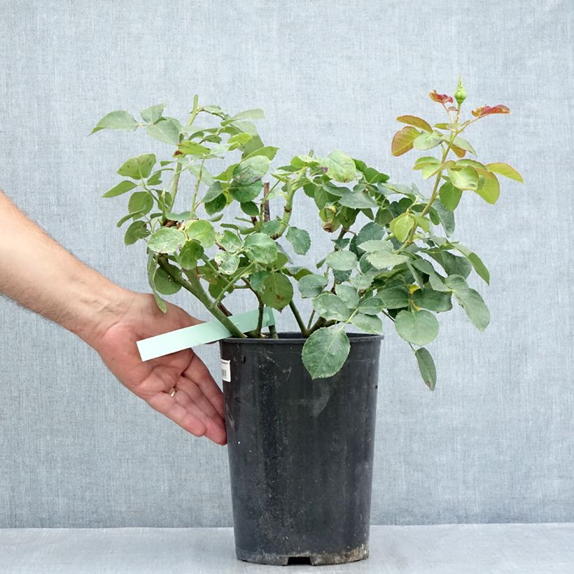 Spécimen de Rosier grimpant Schneewalzer Pot de 4L/5L tel que livré en été