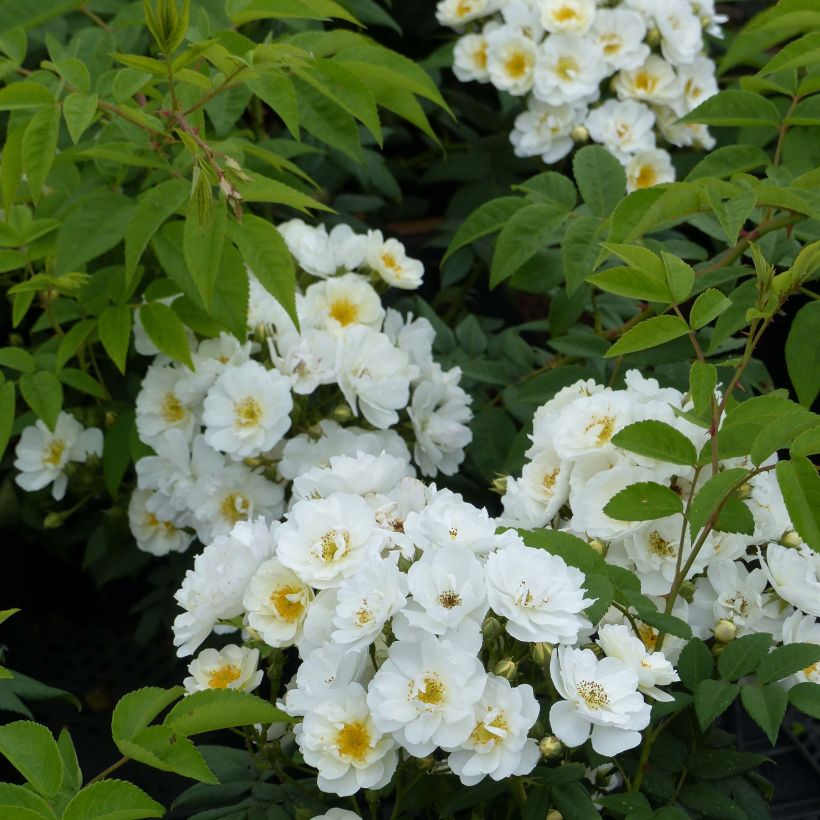 Rosier grimpant Seagull (Floraison)