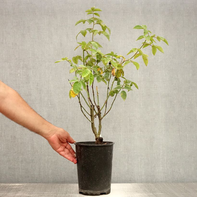 Spécimen de Rosier grimpant Seven Sisters Rose Pot de 4L/5L tel que livré en été