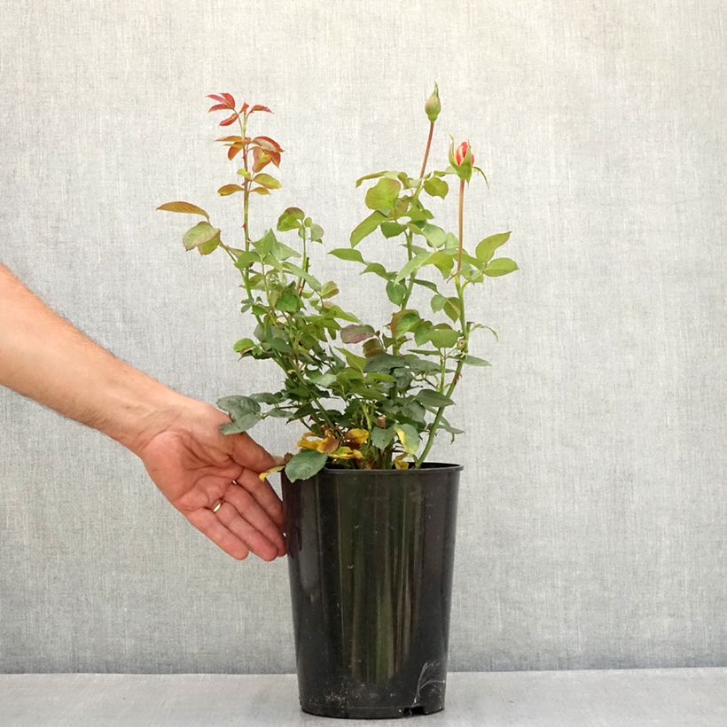 Spécimen de Rosier grimpant Shining Beauty Pot de 4L/5L tel que livré en été